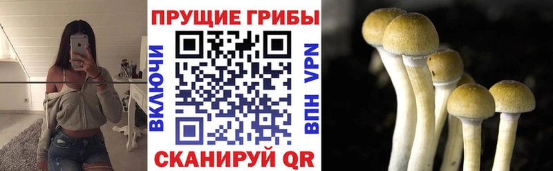 Псилоцибиновые грибы GOLDEN TEACHER  Туймазы 